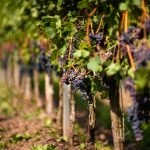 les différentes variétés de vigne et leur impact sur le vin