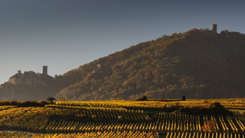 la route des vins d'Alsace : un parcours oenotouristique incontournable