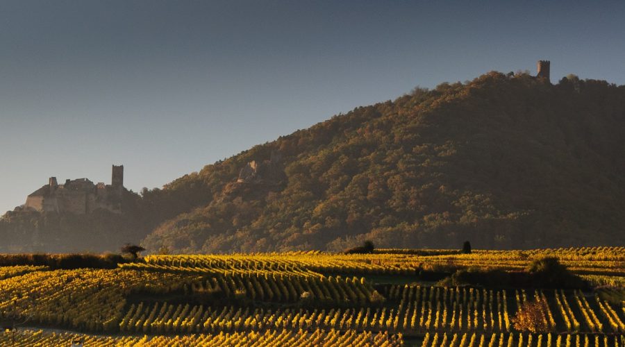 la route des vins d'Alsace : un parcours oenotouristique incontournable