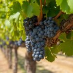 Garnacha tintorera : focus sur ce cépage teinturier d’Espagne