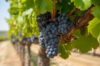 Garnacha tintorera : focus sur ce cépage teinturier d’Espagne
