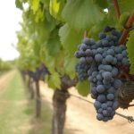 Cabernet sauvignon : zoom sur l’un des cépages rouges les plus cultivés au monde