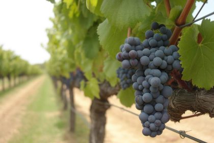 Cabernet sauvignon : zoom sur l’un des cépages rouges les plus cultivés au monde