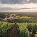 Vin du pays nantais : panorama et sélection des meilleurs blancs