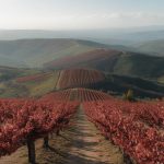 Terra Vallona rouge : pourquoi ce vin du Rhône séduit de plus en plus